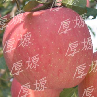 延安洛川红富士苹果